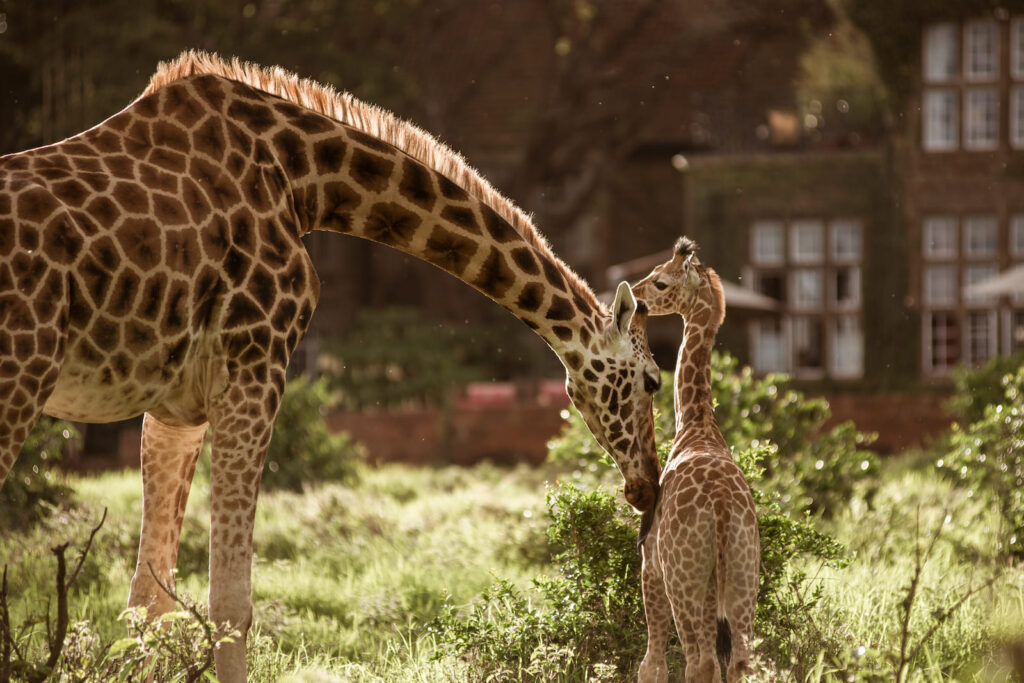 Select Green Hotels Giraffe Manor Nairobi Daisy with Baby Giraffe