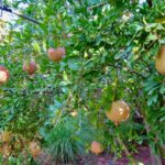 Select Green Hotels Riad Siwan their own vegetable garden outside the property
