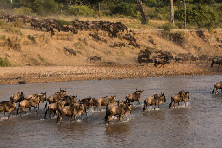 Select Green Hotels Sala's Camp - Masai Mara river migration animals