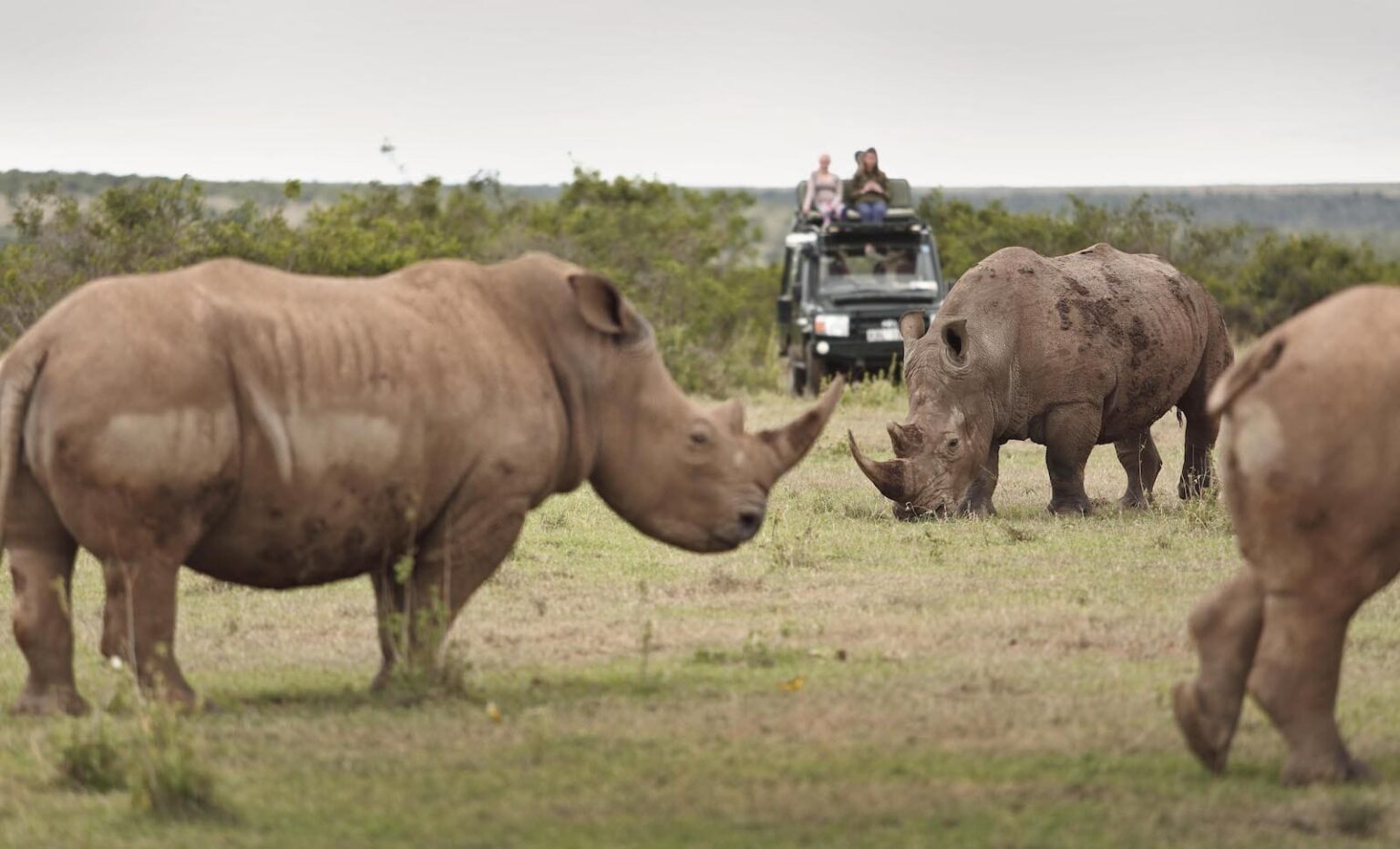 Select Green Hotels Solio Lodge rhino wildlife safari