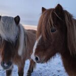 The Forgotten Farmhouse island ponys im winter